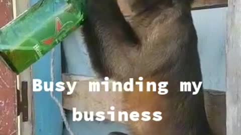 Drunk monkey enjoying