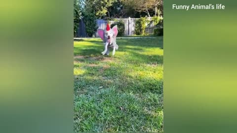Funny Animals Part 1
