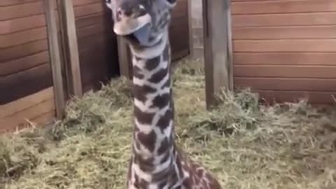 Giraffe does a heckin good pose