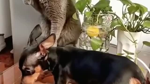 SOO FUNNY - FIGHTING - CAT VS DOG - #cat #dog #pet #shorts