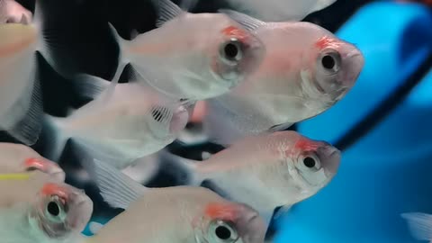 fish for display