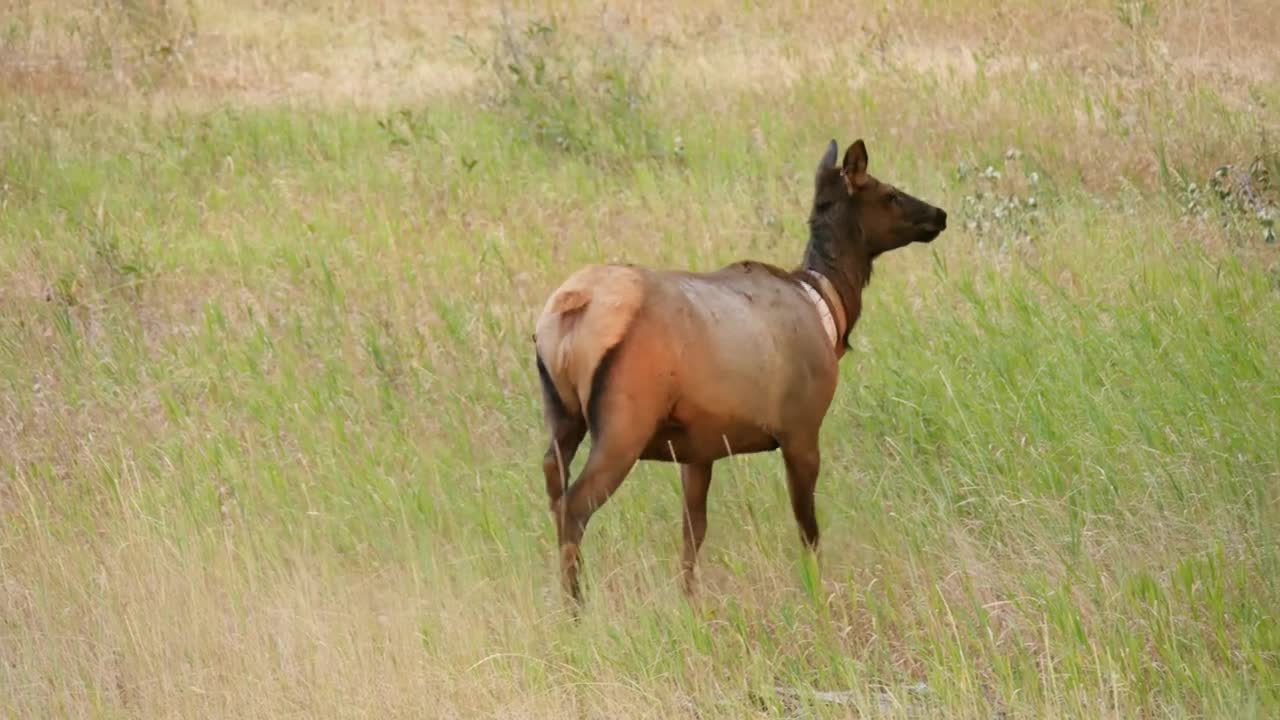 A Cow Elk With Tags And A Monitor Walks Through A Field In The Morning