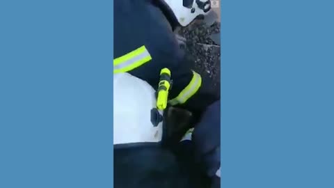 Cat rescued from rubble in Ukraine