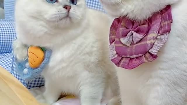 Lovely and Funny Animals Funny Cat video Clip 2021 24