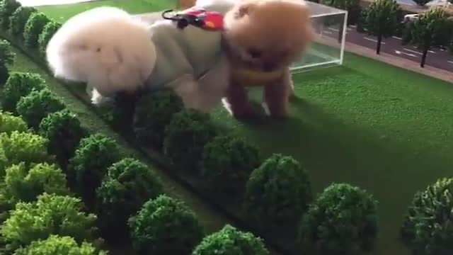 Funniest animals Funny dogs videos cat funny animals videos