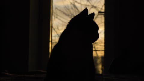 Close Up Shot of Silhouetted Cat Against Sunset Skyline Through Large Window