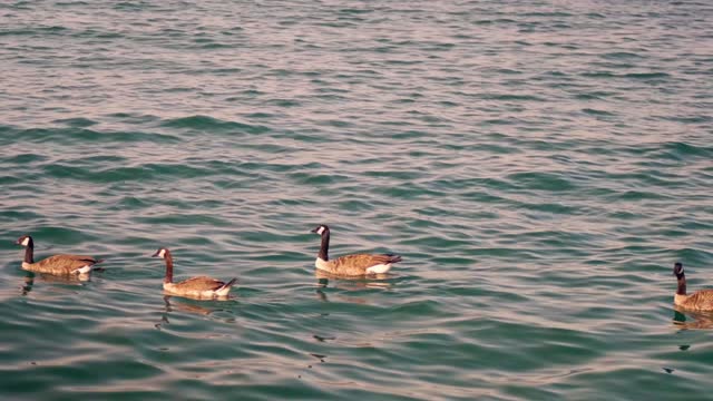 Geese swimming in the lake