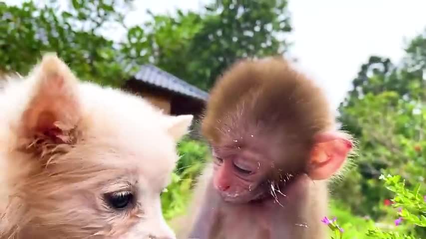 Monkey_Baby_Bon_Bon_Drives_To_The_Pool_And_Opens_Surprise_Eggs_With_Puppy_in_the_garden