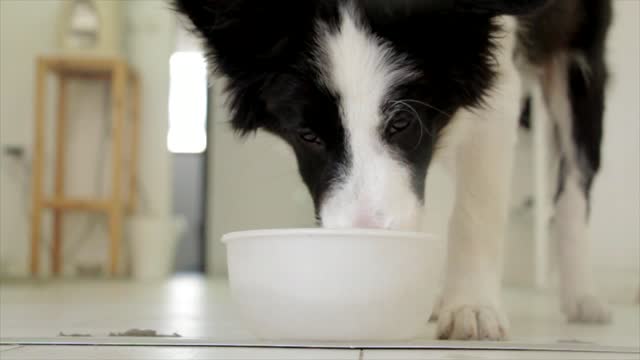 Watch this cute dog drink water