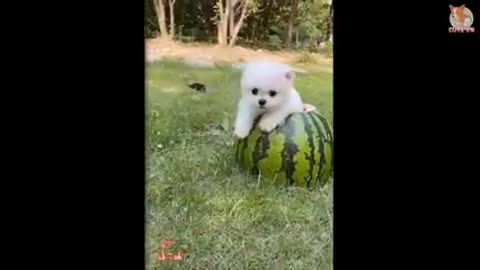 cute puppy