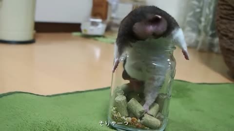 funny hamster