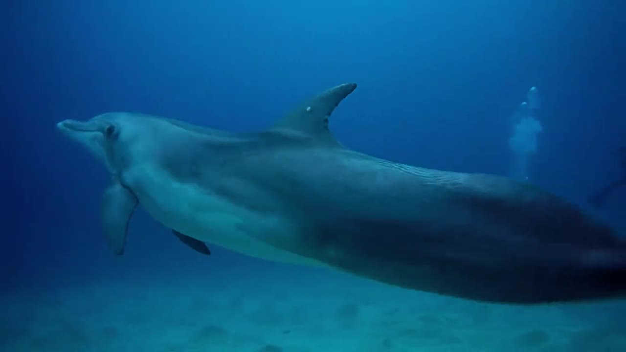 Dolphin playing with divers - photographed by Meni Meller