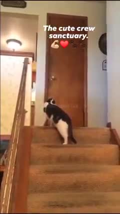 I Can't Believe You Put Your Paws on Me! You Opened Up a Can of Worms!