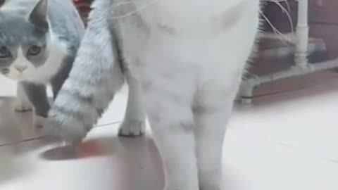 cat funny sound