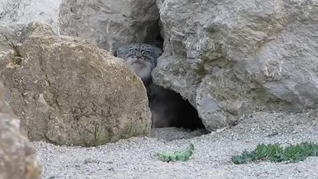 pallas cat