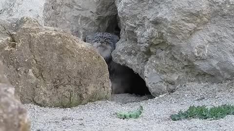 pallas cat