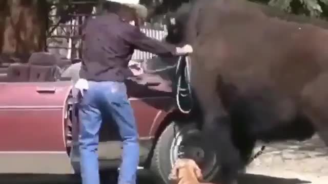 Payson rides a car like a gentleman