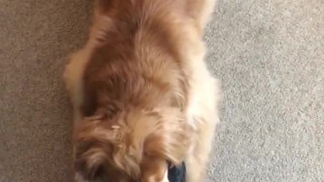 Tan dog playing with black toy and growling