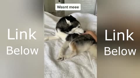 Cute and Funny Dogs..😂😂