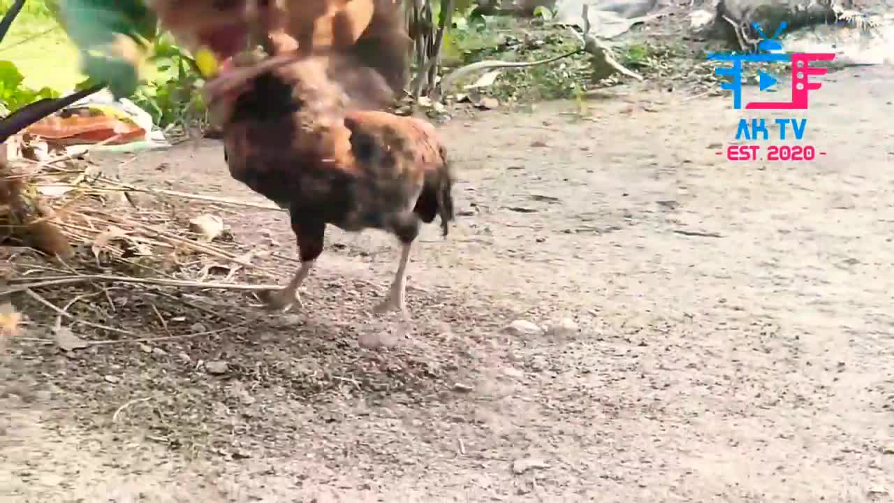 Hen Fight Video | Roaster Fight | Chicken Fight