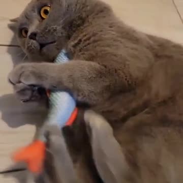 🥰🐱🥰🐱🥰🐱