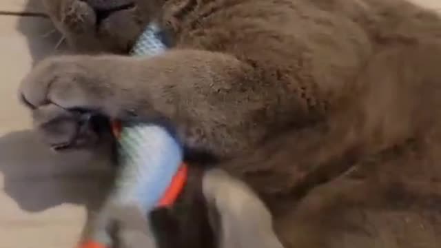 🥰🐱🥰🐱🥰🐱