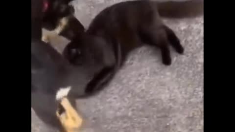 Funniest Cats 😹 - Don't try to hold back Laughter 😂 - Funny Cats Life