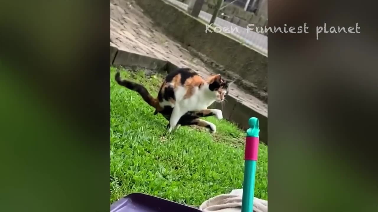 Animal funny videos