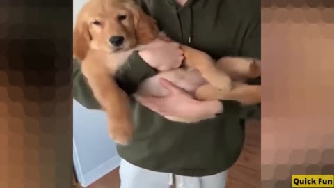 Golden Retrievers Funny Video