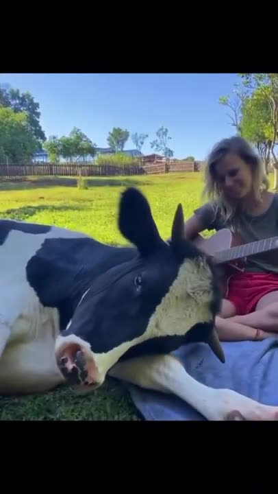 pet cow ❤️