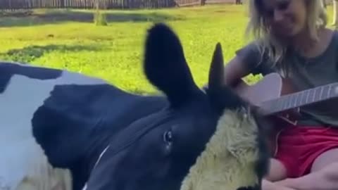 pet cow ❤️