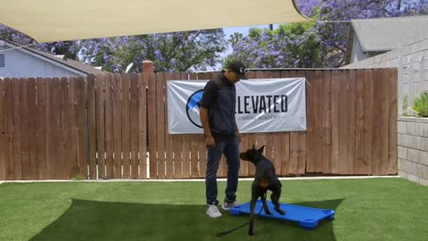 DOG TRAINING FUNDAMENTALS: LESSON 4: GOING TO PLACE