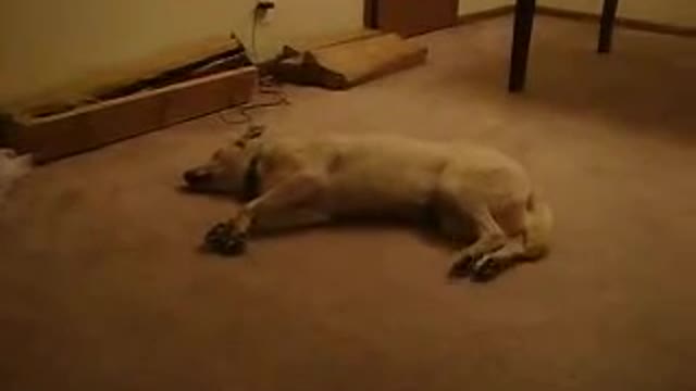 DOG SLEEPWALKING MUST WATCH TO THE END