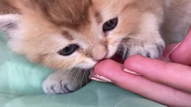 A footage of a kitten