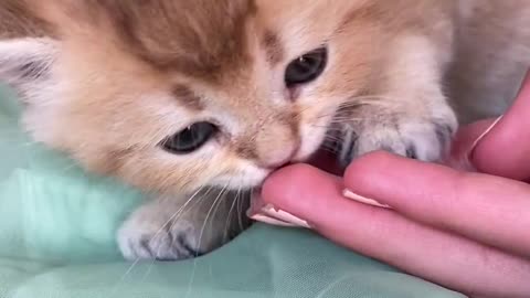 A footage of a kitten