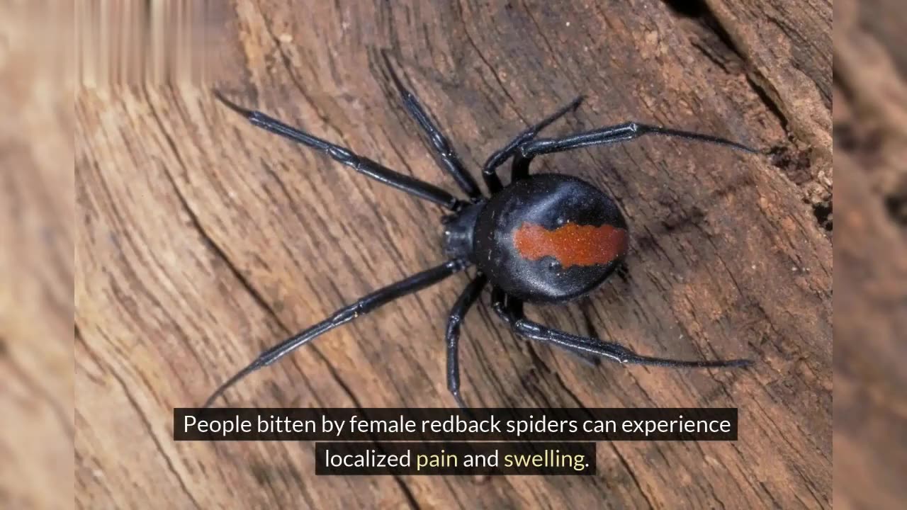 The Most Dangerous Spiders in the World