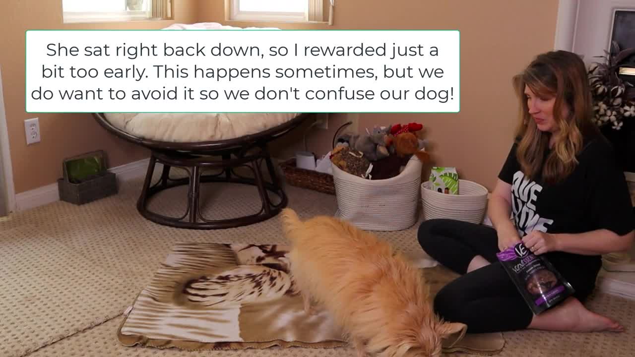 Teach Your Dog To Stand | Beginner Dog Training Series