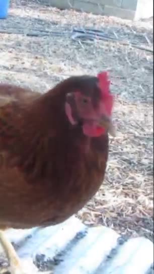 Will the Chicken Eat the Grub? #chicken #chickensound #nature #528hz #animals #backyardhomesteading