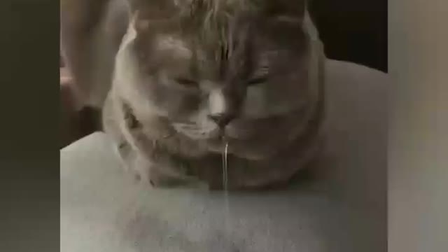 Funny cute cat video.