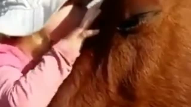 Funny videos, cute pets reaction, funny animals, comedy, kids, try not to laugh, BSFV