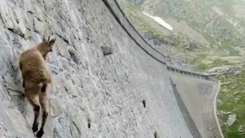 The incredible ibex defies gravity and climbs a dam