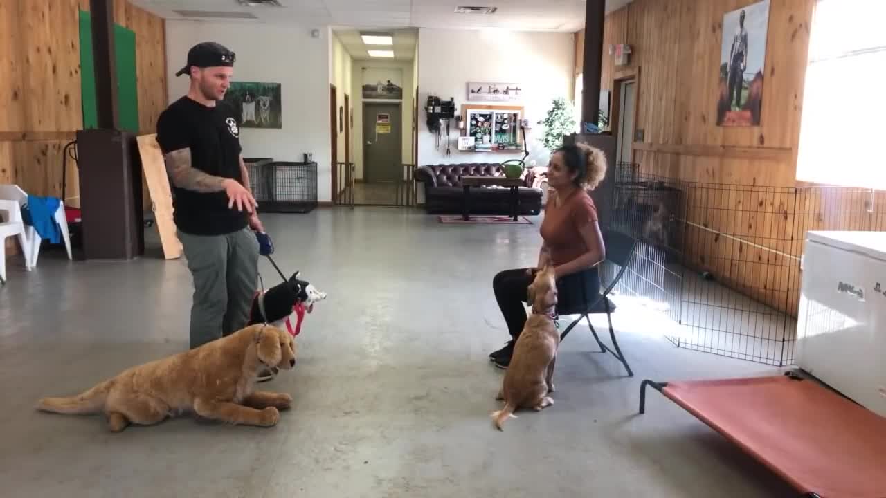 Leash reactive dog training- Dog reaction