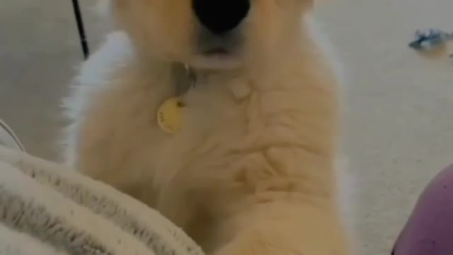 Puppy Funny Cute Video| Knowledge Point | Passtra