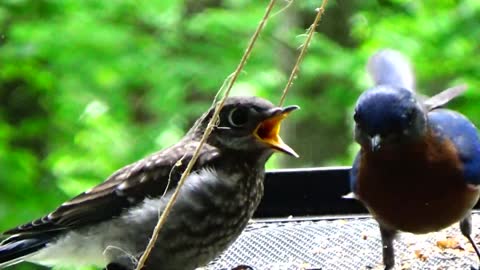 Blue Bird Feeding Baby