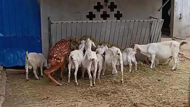 Sika deer and goats eat together!