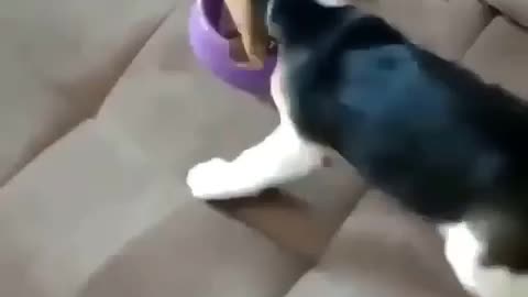 A dog's delight to see food