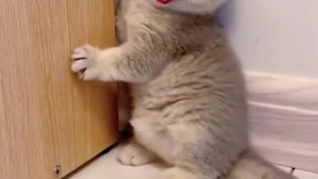 funny cat 🐱❤️