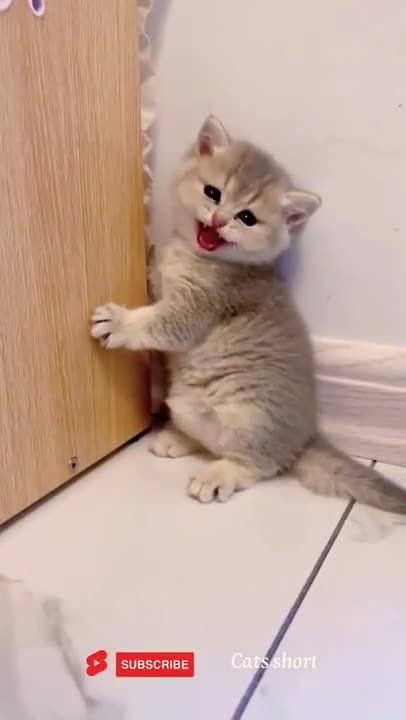 funny cat 🐱❤️