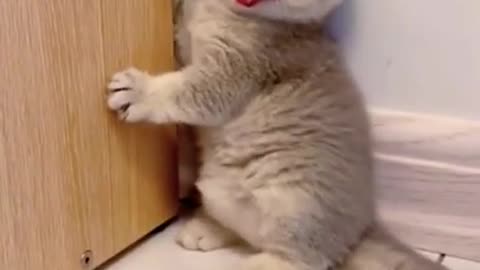 funny cat 🐱❤️