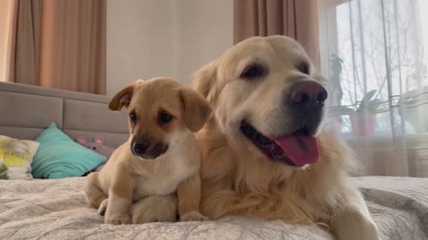 Adorable Golden Retriever Reaction to Cute Puppy